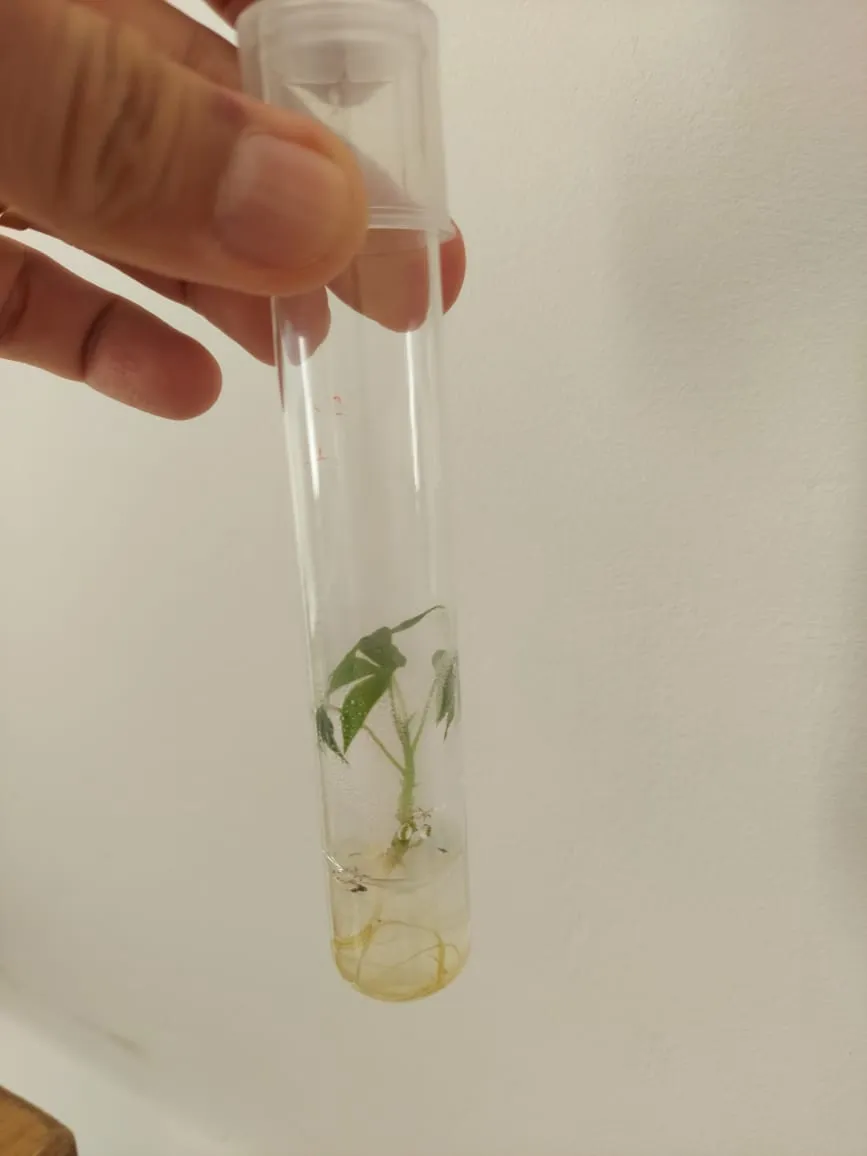 Plântula de mandioca cultivada in vitro
